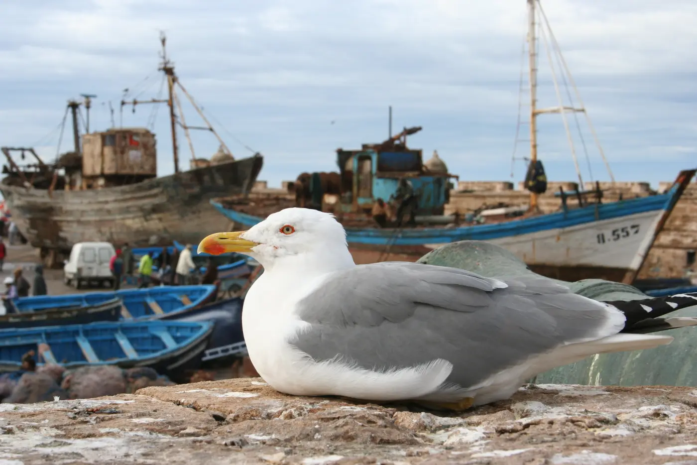 Marokko Vogels Spotten & Natuurreizen